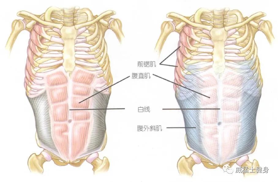 健身房腹肌训练计划：如何利用器材高效练出